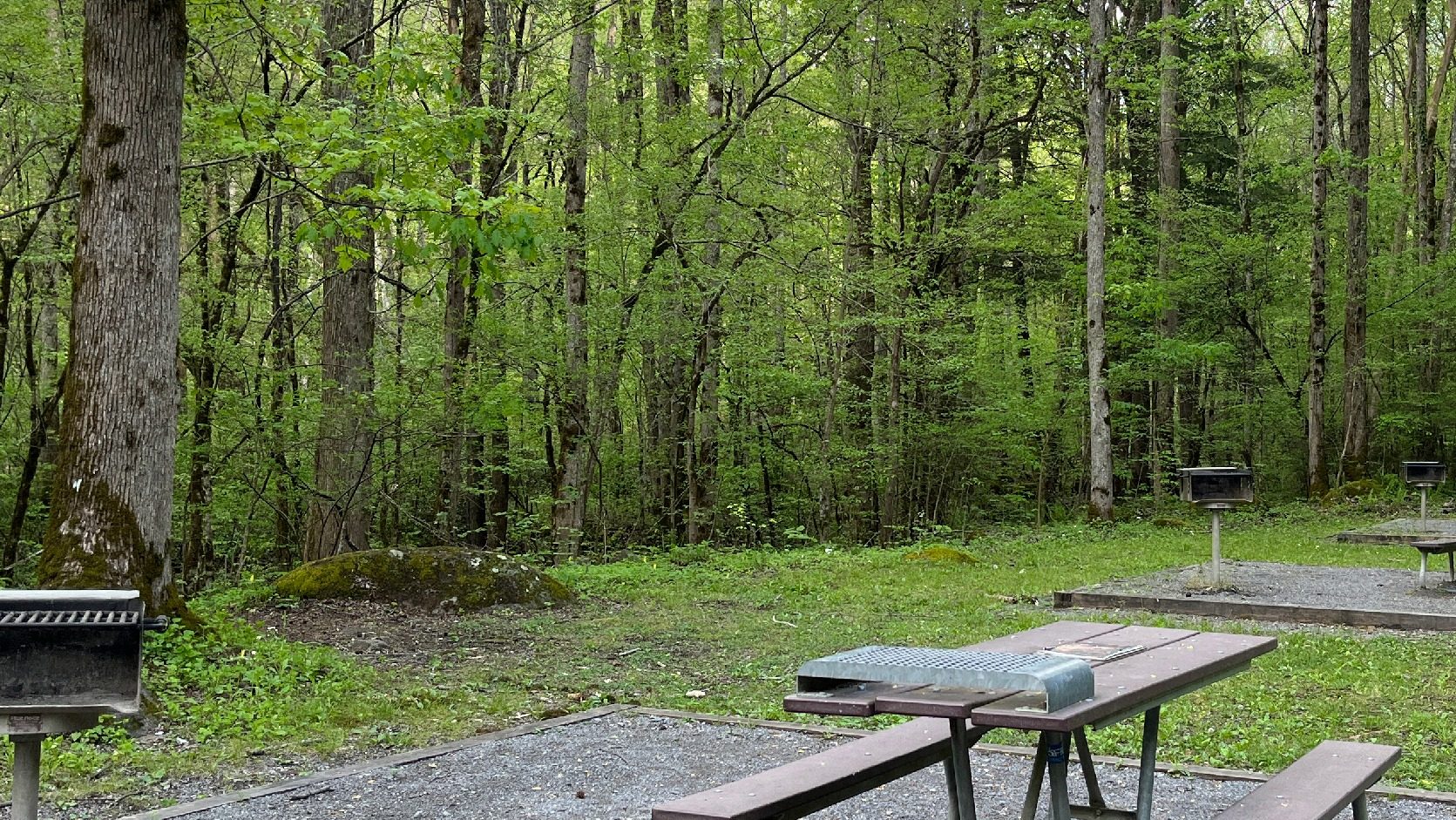 Picnic sites with tables and grills under spring forest at Greenbrier Picnic Area