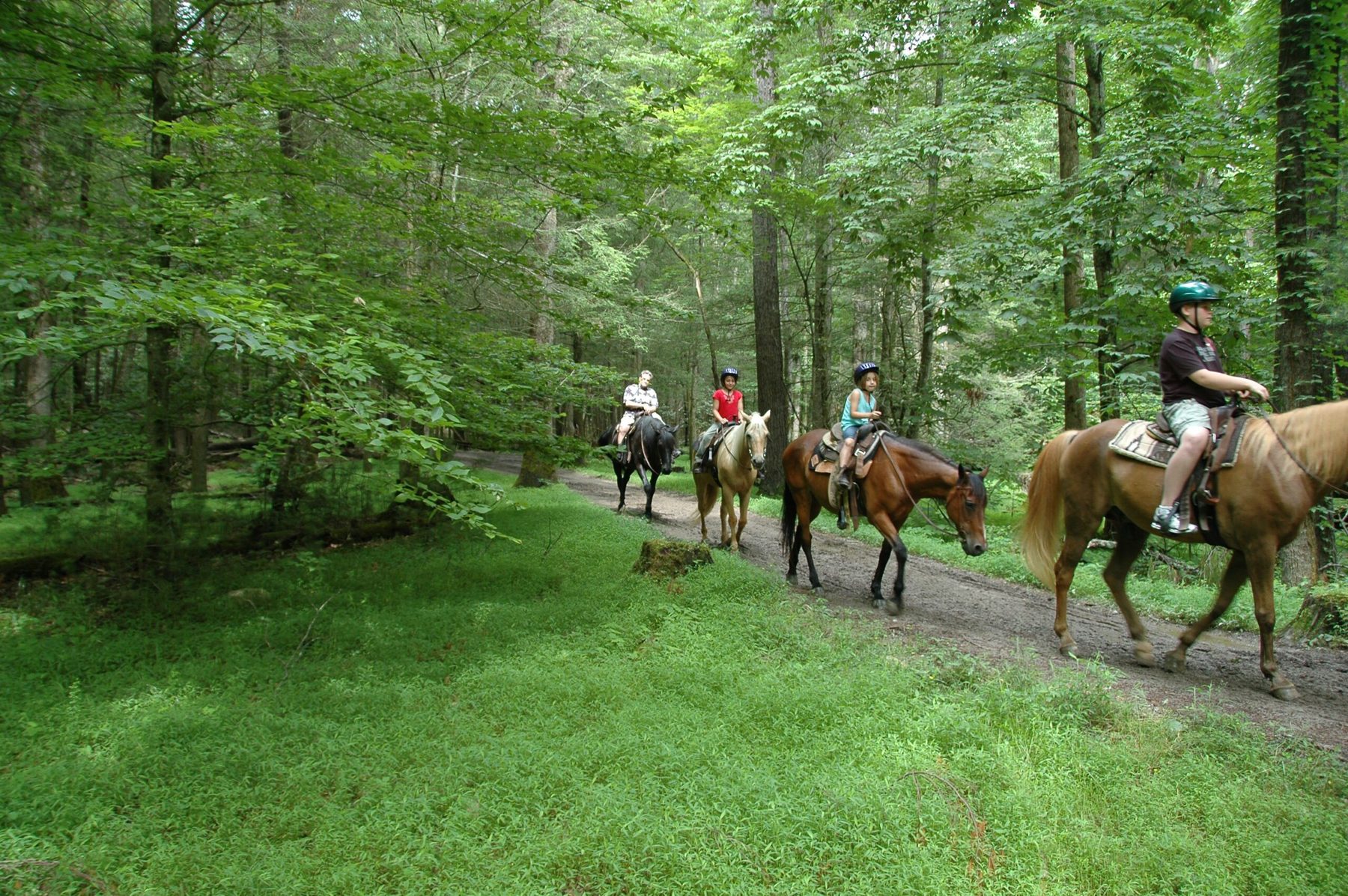 Line of trail riders on horseback following a wooded path through the Smoky Mountains forest